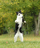 CAT 02 JE0332 01
Alley Cat Standing On Hind Legs In Grass