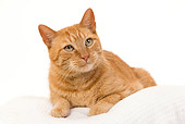 CAT 02 JE0333 01
Orange Tabby Cat Resting On White Cushion In Studio