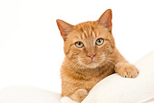 CAT 02 JE0334 01
Orange Tabby Cat Resting On White Cushion In Studio