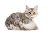 CAT 02 JE0335 01
Blue Silver Mackeral Turkish Angora Laying On White Seamless