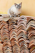 CAT 02 JE0336 01
Alley Cat Sitting On Tiles