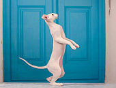 CAT 02 JE0337 01
Peterbald Standing On Hind Legs By Blue Door