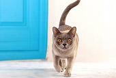 CAT 02 JE0338 01
Burmese Cat Walking Forward By Blue Door