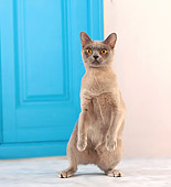 CAT 02 JE0339 01
Burmese Cat Standing On Hind Legs By Blue Door
