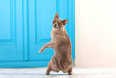 CAT 02 JE0340 01
Burmese Cat Standing On Hind Legs By Blue Door