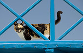 CAT 02 JE0342 01
Greek Island Cat Looking Through Blue Railing, Greece
