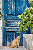 CAT 02 JE0343 01
Greek Island Cat Sitting In Front Of Blue Door, Greece
