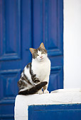 CAT 02 JE0344 01
Greek Island Cat Sitting In Front Of Blue Door, Greece