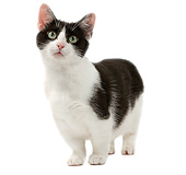 CAT 02 JE0349 01
Munchkin Cat Standing On White Seamless