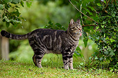 CAT 02 JE0350 01
Alley Cat Standing On Lawn