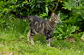CAT 02 JE0351 01
Alley Cat Standing On Lawn