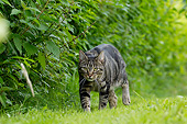 CAT 02 JE0352 01
Alley Cat Walking Through Lawn