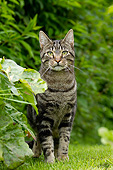 CAT 02 JE0353 01
Portrait Of Alley Cat Sitting On Lawn