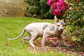 CAT 02 JE0354 01
Sphynx Cat Crouching In Garden