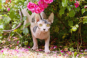 CAT 02 JE0355 01
Sphynx Cat Crouching In Garden