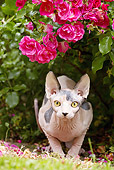 CAT 02 JE0356 01
Sphynx Cat Crouching In Garden