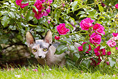 CAT 02 JE0357 01
Sphynx Cat Crouching In Garden