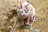 CAT 02 JE0358 01
Sphynx Cat Crouching On Rock