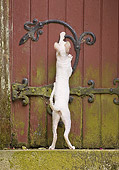 CAT 02 JE0359 01
Devon Rex Clawing On Wooden Door