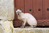 CAT 02 JE0360 01
Devon Rex Sitting On Door Step