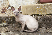 CAT 02 JE0361 01
Devon Rex Sitting On Door Step