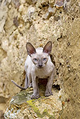 CAT 02 JE0362 01
Devon Rex Crouching On Rock