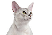 CAT 02 JE0364 01
Head Shot Of Silver Abyssinian On White Seamless