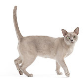 CAT 02 JE0365 01
Burmese Cat Walking On White Seamless Profile