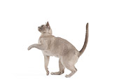 CAT 02 JE0366 01
Burmese Cat Walking On White Seamless Profile