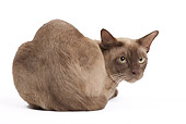 CAT 02 JE0367 01
Chocolate Burmese Cat Laying On White Seamless