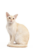 CAT 02 JE0368 01
English Burmese Sitting On White Seamless