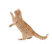 CAT 02 JE0369 01
British Shorthair Playing On White Seamless