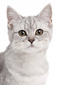 CAT 02 JE0371 01
Head Shot Of Scottish Straight On White Seamless