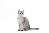 CAT 02 JE0372 01
Scottish Straight Sitting On White Seamless