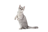 CAT 02 JE0373 01
Scottish Straight Sitting Upright On White Seamless