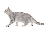 CAT 02 JE0374 01
Scottish Straight Walking On White Seamless