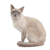 CAT 02 JE0375 01
Tonkinese Lilac Cat Sitting On White Seamless
