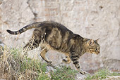 CAT 02 JE0377 01
Alley Cat Walking On Rocks In Torre Argentina, Rome