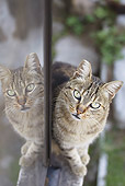 CAT 02 JE0378 01
Portrait Of Alley Cat Standing By Reflection In Torre Argentina, Rome