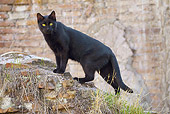 CAT 02 JE0379 01
Alley Cat Standing On Bricks In Torre Argentina, Rome