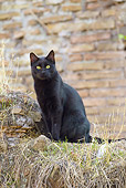 CAT 02 JE0380 01
Alley Cat Sitting On Bricks In Torre Argentina, Rome