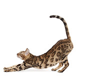 CAT 02 JE0382 01
Bengal Cat Stretching On White Seamless