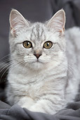 CAT 02 JE0384 01
Scottish Straight Blue And Silver Laying In Studio