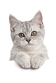 CAT 02 JE0385 01
Scottish Straight Blue And Silver On White Seamless