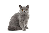 CAT 02 JE0388 01
Blue British Shorthair Sitting On White Seamless