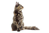 CAT 02 JE0390 01
Calico Turkish Angora Sitting On White Seamless