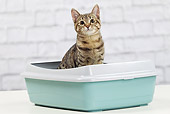 CAT 02 JE0391 01
Alley Cat Sitting In Litter Box
