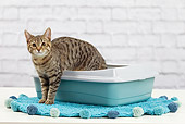 CAT 02 JE0392 01
Alley Cat Standing In Litter Box