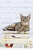 CAT 02 JE0393 01
Alley Cat Laying On Stack Of Books