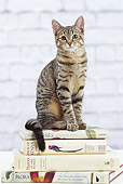 CAT 02 JE0394 01
Alley Cat Sitting On Stack Of Books